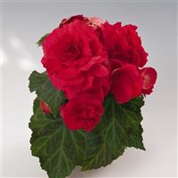 Nonstop Red Tuberous Begonia