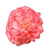 Nonstop Rose Picotee Tuberous Begonia