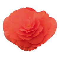 Nonstop Salmon Tuberous Begonia