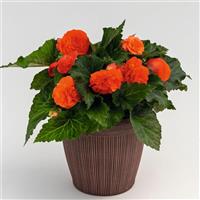 Nonstop Salmon Tuberous Begonia