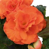 Nonstop Sunset Tuberous Begonia