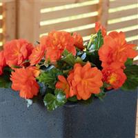 Nonstop Sunset Tuberous Begonia