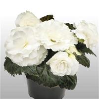 Nonstop White Tuberous Begonia