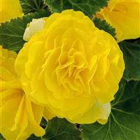 Nonstop Yellow Tuberous Begonia