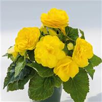 Nonstop Yellow Tuberous Begonia