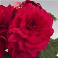 Nonstop Deep Rose Tuberous Begonia
