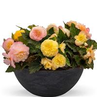 Nonstop Peach Shades Tuberous Begonia