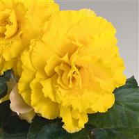 Nonstop Yellow With Red Back Tuberous Begonia