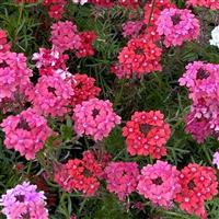 Sweetheart Kisses Verbena