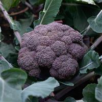 Purple Magic Broccoli