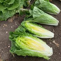 Boronda Lettuce