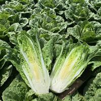 Cardinal Lettuce