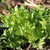 Frillice Lettuce