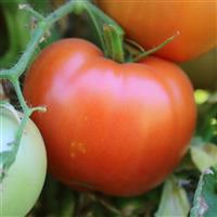 Jetsetter Tomato