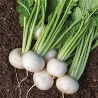 Silky Sweet Turnip