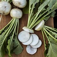 Silky Sweet Turnip