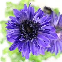 Harmony Double Blue Anemone