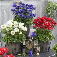 Harmony Double Mix Anemone