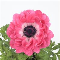 Harmony Double Pink Anemone