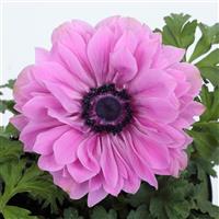 Harmony Double Rose Anemone