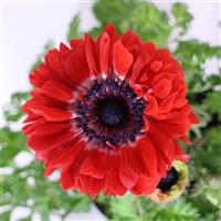 Harmony Double Scarlet Anemone