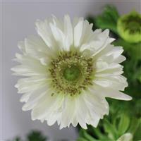 Harmony Double White Anemone