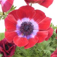 Harmony Burgundy Anemone