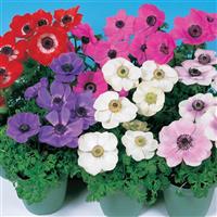 Harmony Mix Anemone
