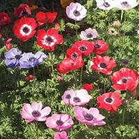 Harmony Mix Anemone