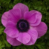 Harmony Orchid Anemone