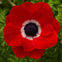 Harmony Scarlet Anemone