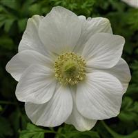 Harmony White Anemone