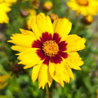 Coreopsis Makeup Yellow Red Eye