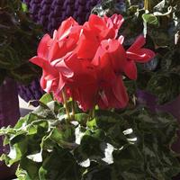 Halios<sup>®</sup> HD Grenadine Cyclamen