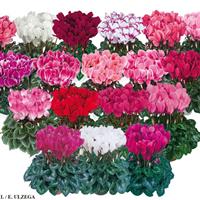 Halios<sup>®</sup> HD Mix Cyclamen