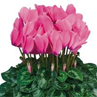 Halios<sup>®</sup> HD Bright Rose Cyclamen