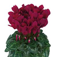 Halios<sup>®</sup> HD Deep Magenta Cyclamen