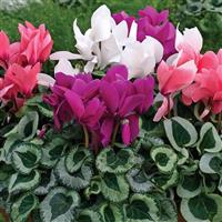 Winter Ice Mix Cyclamen