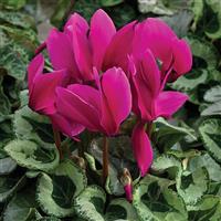 Winter Ice Purple Cyclamen