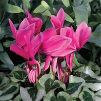 Winter Ice Rose Cyclamen