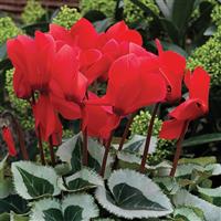 Winter Ice Scarlet Cyclamen