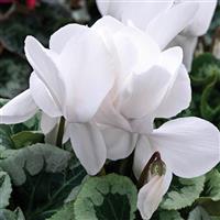 Winter Ice White Cyclamen