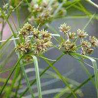Abby Grass Cyperus glaber