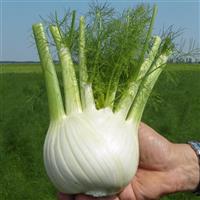 Dragon Fennel