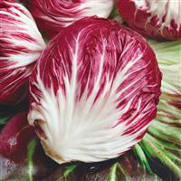 Palla Rosa Radicchio