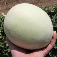 Flavor Journey Melon