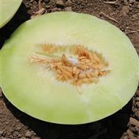 Flavor Journey Melon