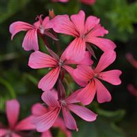 Balcon Pink Ivy Geranium