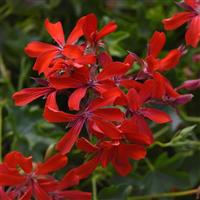 Balcon Red Ivy Geranium