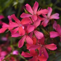 Balcon Shocking Pink Ivy Geranium